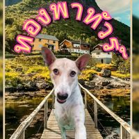 เสียงต้นฉบับ - 🦮Thong🐩ทอง🐕‍🦺Thong🐕