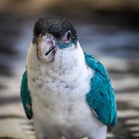 feathersnthingsaustralia