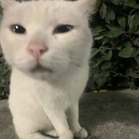 Có Chút Ngọt Ngào