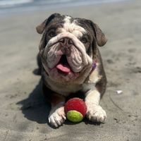 jorgemazfitdog