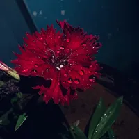 original sound - rabeea_97