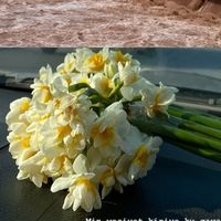 orijinal ses