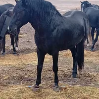 original sound - amit.s15