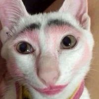 mewsan111