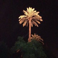 الصوت الأصلي