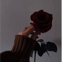 rosephrases