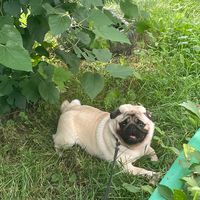 t1hon.mops