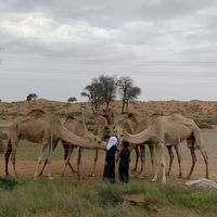 a.alshaiba7