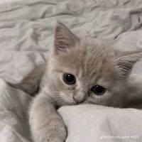 nhạc nền - Ng Khanh Linh