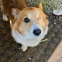 my_corgi7