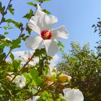 original sound - kis8kis