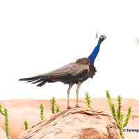 thar_photography0