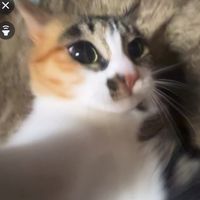 オリジナル楽曲 - rucachan˖ ࣪⊹