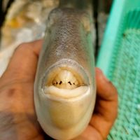 suara asli - ikan Pogot