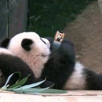 原声 - 🇲🇾LEE🇲🇾