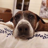marksdogava