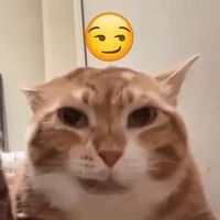 suara asli - Kaara digidaw