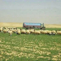 original sound - q8_11111