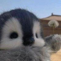 suara asli - 骂人啥别人打