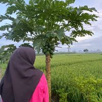 suara asli - ɪɴd᭄✿Oktavia࿐
