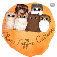 chocotoffee_cattery