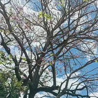 original sound - roxanaflores_17