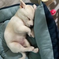 si_hyun915