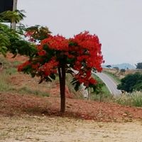 luziacasusao