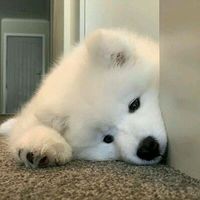 a.aomcharonechai_