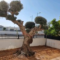 צליל מקורי