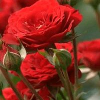 roselipetri