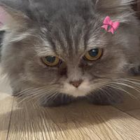 bsocute_
