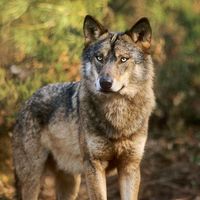 wolf_a56