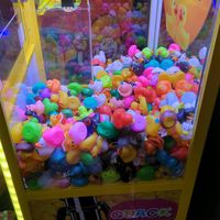 australia_flopsnhotties