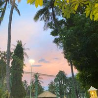 suara asli - d