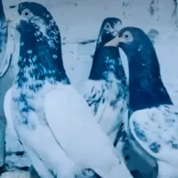 original sound - ranaanwaar105