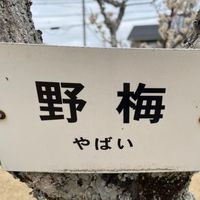 オリジナル楽曲 - ペペロンチーノ