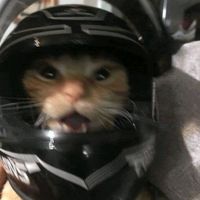 suara asli - Joli Mukap