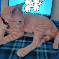 garfield_109