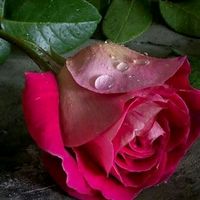 allocika.72