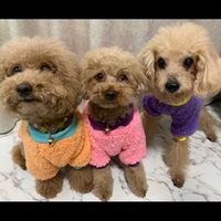 jango.tiara.laira.ace