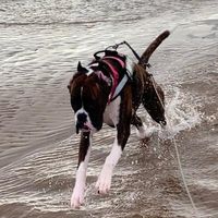 boxerdollydays