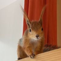 tefi_belka
