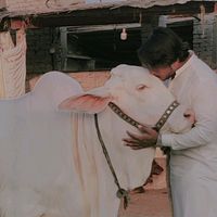 aqibqureshi1119
