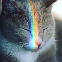 gatito_290