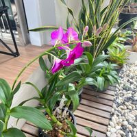 เสียงต้นฉบับ - Uri-Uri@Home