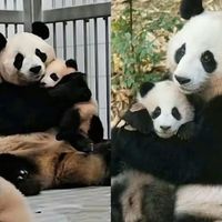 原声 - Fubao | 푸바오 | フーバオ| 福宝 | 福寶