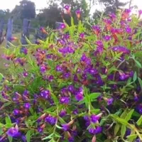 original sound - sreyoun_sok66