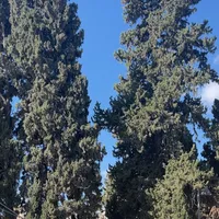 original sound - bushra10425