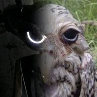 blackowl.2